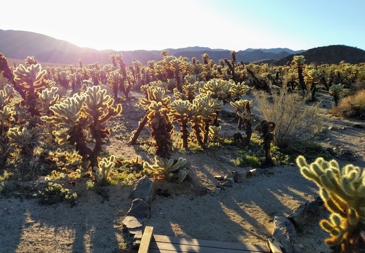 Joshua Tree, USA 2019