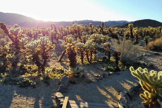 Cholla Cactus Garden at Joshua Tree National Park