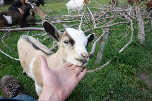 07558 petting the goat