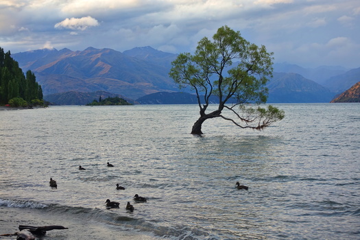 That famous Wanaka Tree