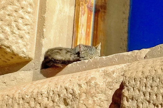Alhambra cat
