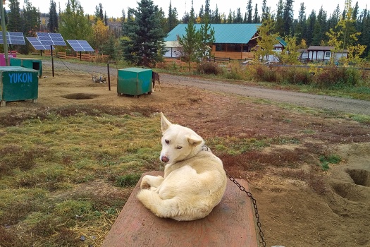 Husky dog kennel in Yukon