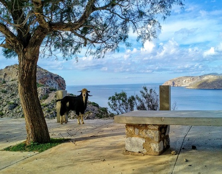 Goat in Kalymnos