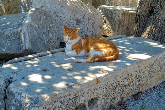 Cat on fallen pillar