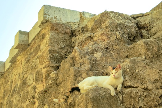 Cat on rampart walls