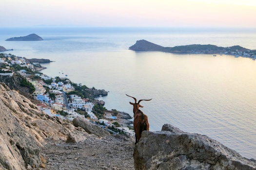 Goat and Massouri Village