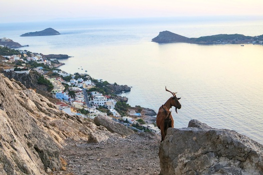 Goat and Massouri Village