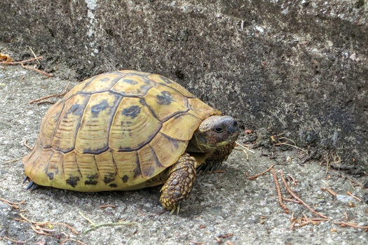 5253 lost tortoise