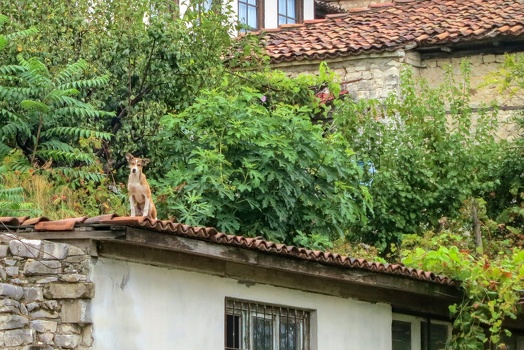 Dog on roof