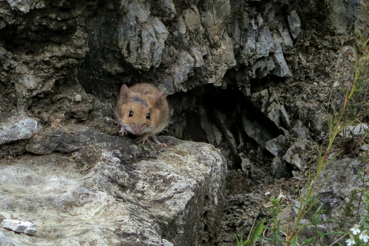 Mouse