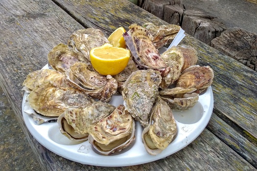 Oysters in Cancale