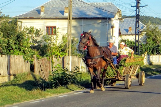 Horse and buggy