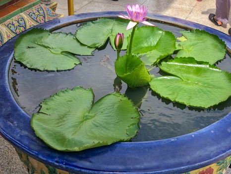 Lotus flower