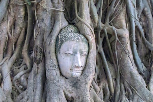 Buddha Head in the roots