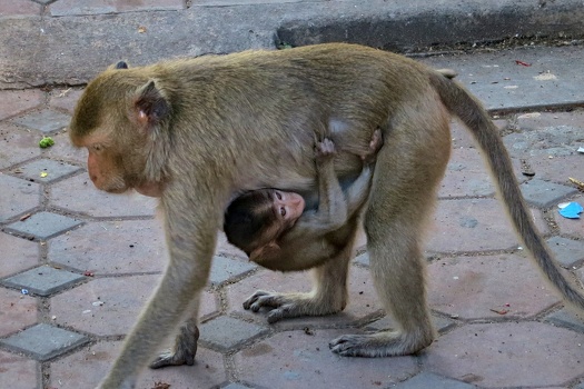Monkeys on temple grounds