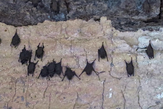Bats