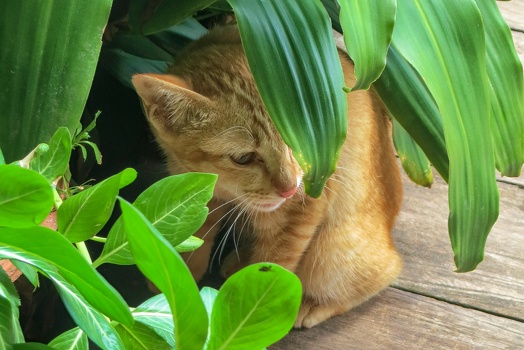 Cat hiding