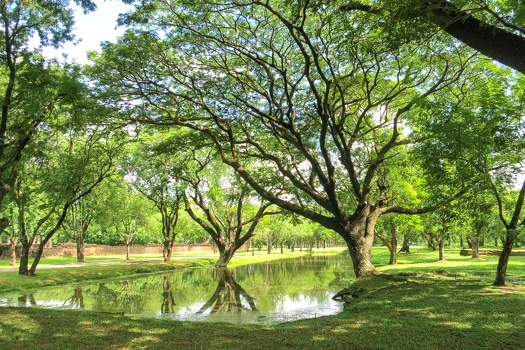 Many green trees