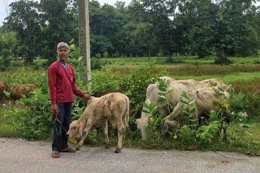 Guy with his cows