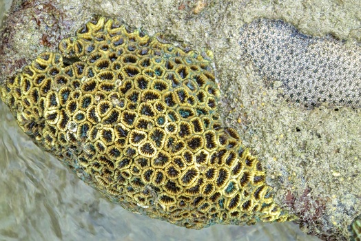 Coral